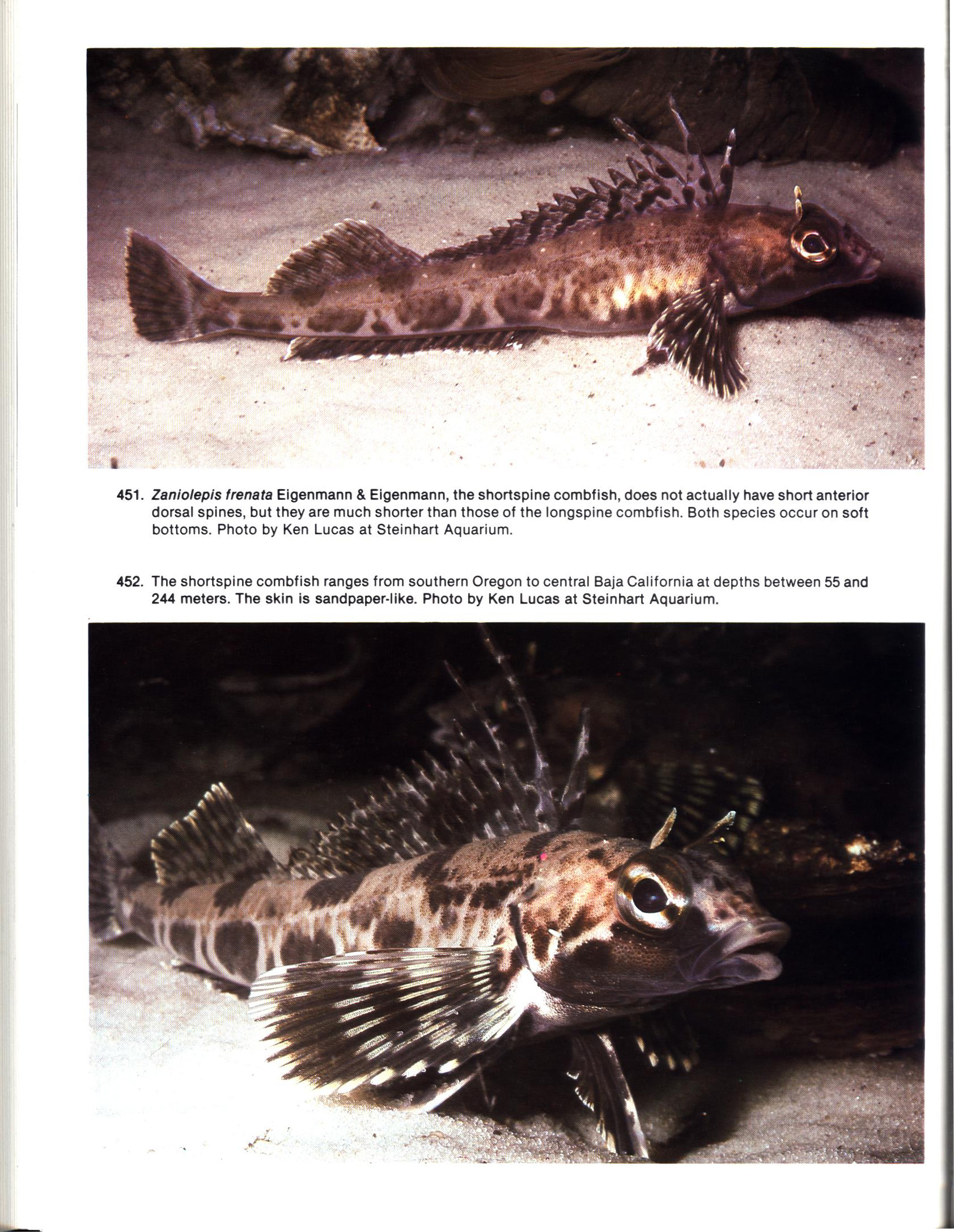 FISHES OF CALIFORNIA AND WESTERN MEXICO: Pacific marine fishes, Book 8 (California & Western Mexico). tfhp6102j